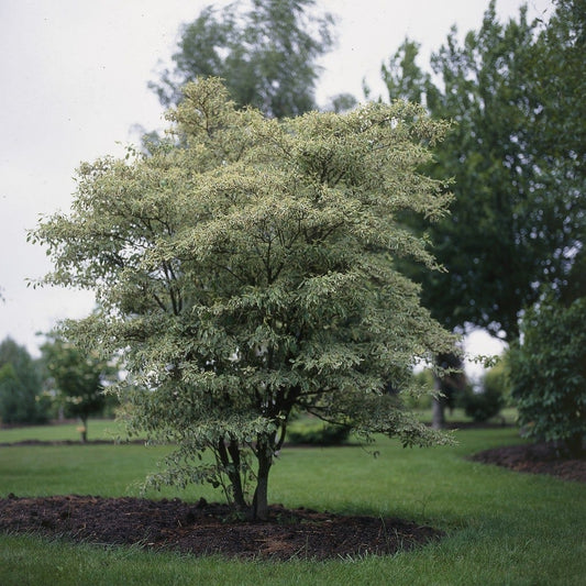  Kornoelje (Cornus Alternifolia 'Argentea')