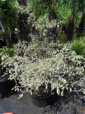  Kornoelje (Cornus Alternifolia 'Argentea')
