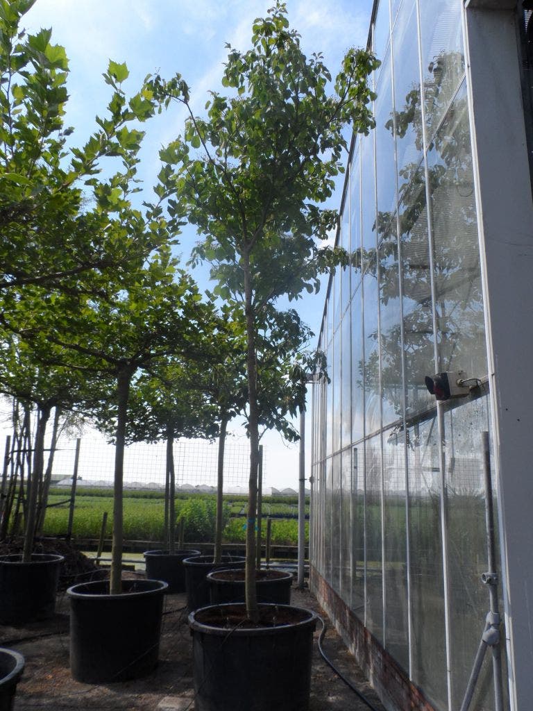  Reuzenkornoelje (Cornus Controversa)
