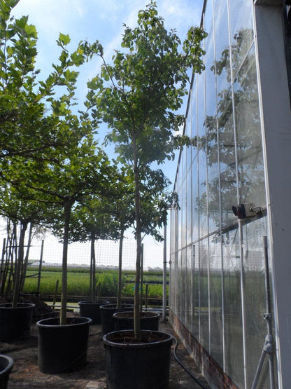  Reuzenkornoelje (Cornus Controversa)
