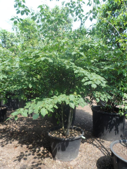  Reuzenkornoelje (Cornus Controversa)