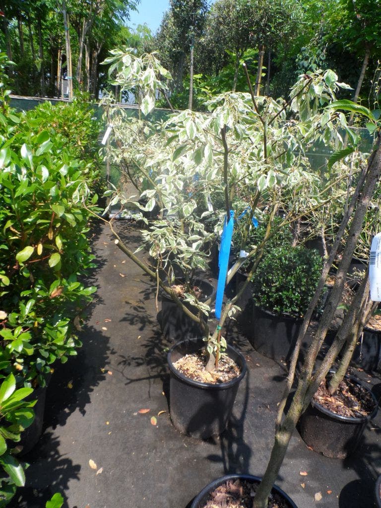  Reuzenkornoelje (Cornus Controversa 'Variegata')