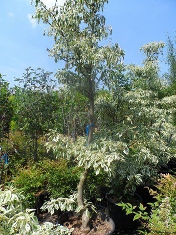  Reuzenkornoelje (Cornus Controversa 'Variegata')