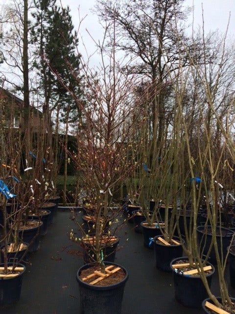  Reuzenkornoelje (Cornus Controversa 'Variegata')