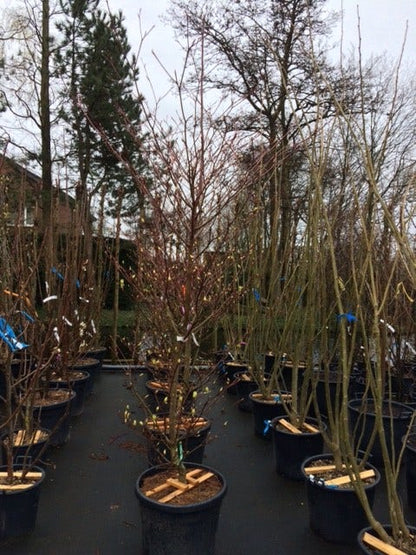  Reuzenkornoelje (Cornus Controversa 'Variegata')
