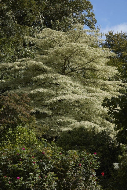  Reuzenkornoelje (Cornus Controversa 'Variegata')