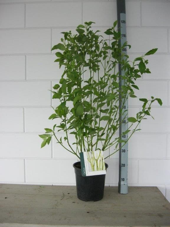  Kornoelje (Cornus Stolonifera 'Flaviramea')