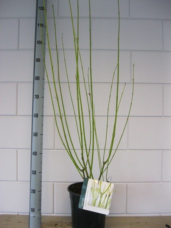  Kornoelje (Cornus Stolonifera 'Flaviramea')