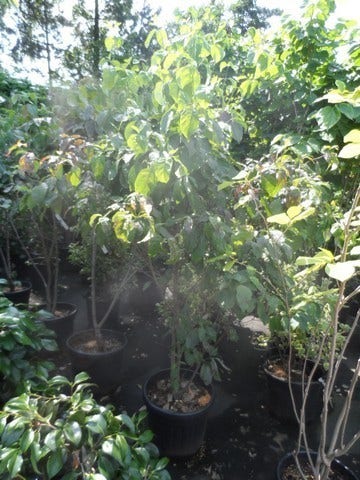  Veelbloemige Kornoelje (Cornus Florida 'Cloud Nine')