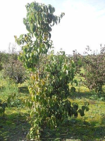  Amerikaanse Kornoelje (Cornus Florida 'Rubra')