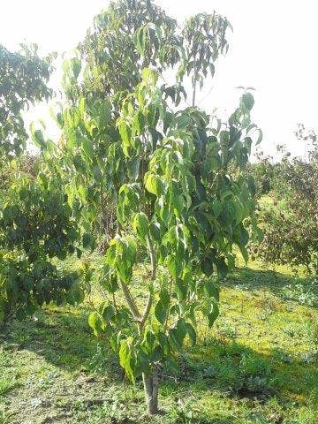  Amerikaanse Kornoelje (Cornus Florida 'Rubra')