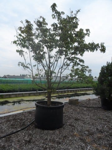  Amerikaanse Kornoelje (Cornus Florida 'Rubra')