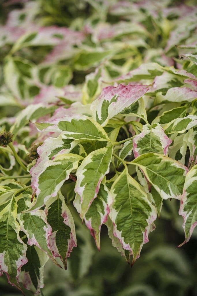  Kornoelje (Cornus Florida 'Cherokee Daybreak')