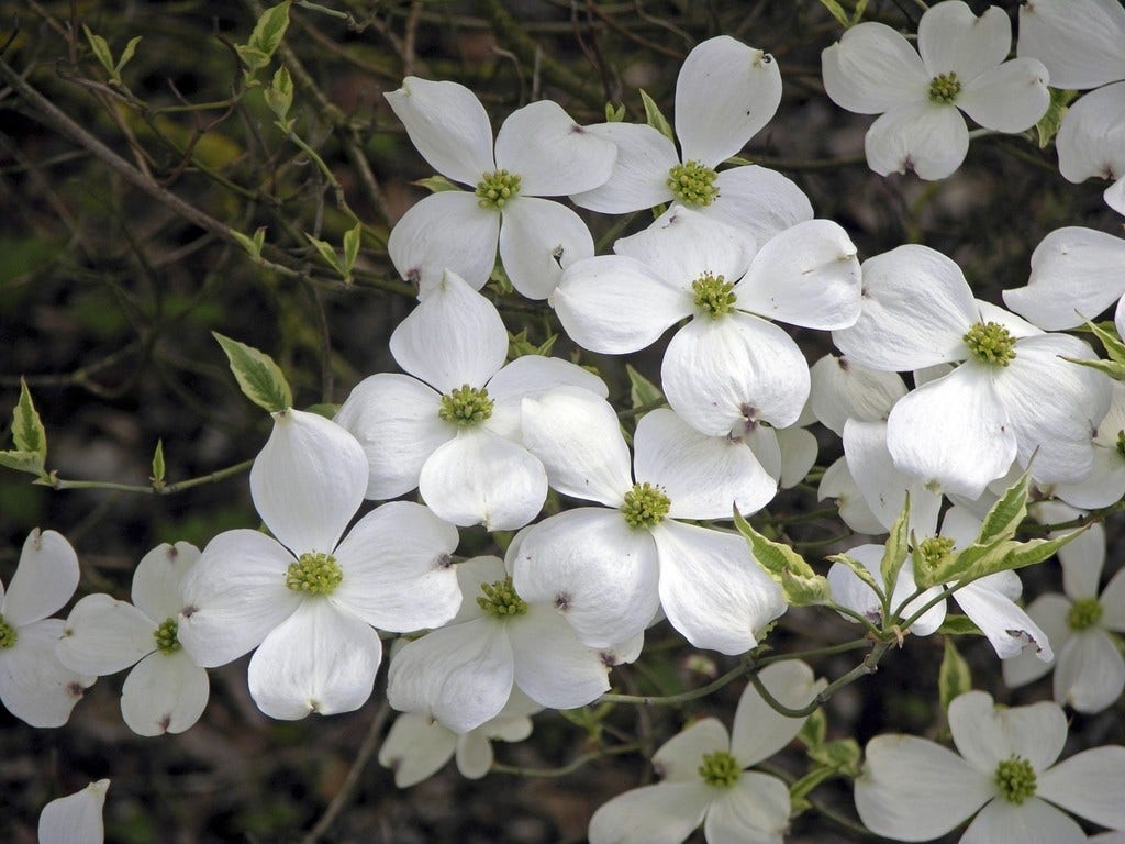  Kornoelje (Cornus Florida 'Cherokee Daybreak')