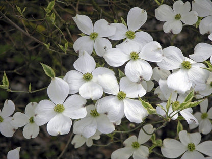  Kornoelje (Cornus Florida 'Cherokee Daybreak')