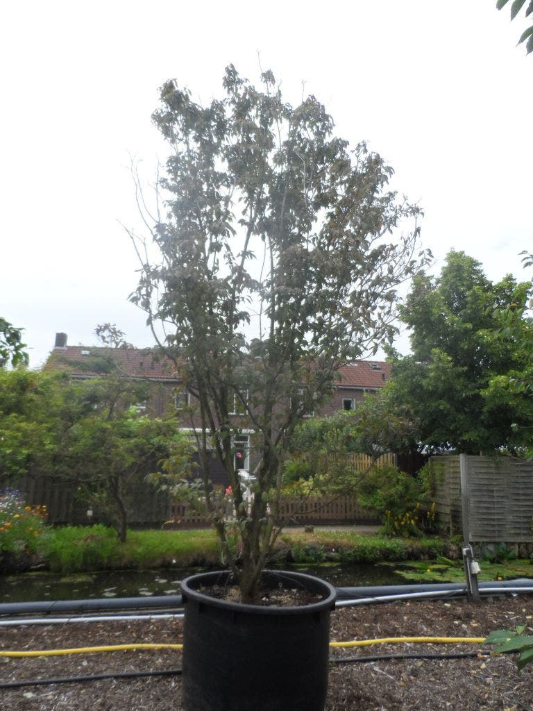  Amerikaanse Kornoelje (Cornus Florida 'Rubra')