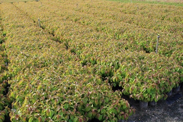  Dwergkornoelje (Cornus Stolonifera 'Kelseyi')