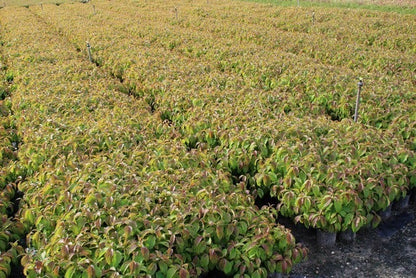  Dwergkornoelje (Cornus Stolonifera 'Kelseyi')