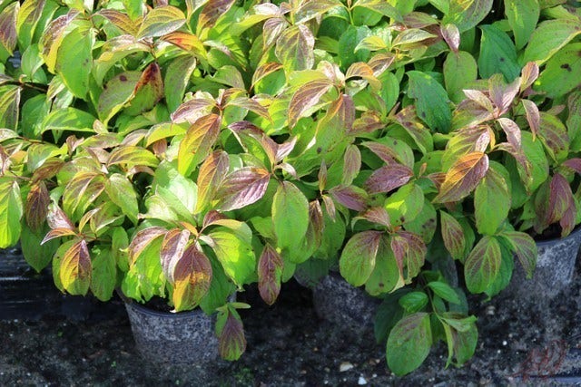  Dwergkornoelje (Cornus Stolonifera 'Kelseyi')