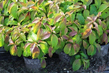  Dwergkornoelje (Cornus Stolonifera 'Kelseyi')