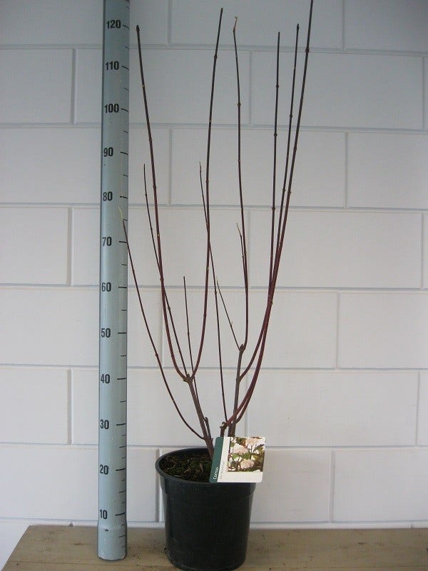  Kornoelje (Cornus Alba 'Kesselringii')