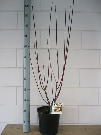 Kornoelje (Cornus Alba 'Kesselringii')