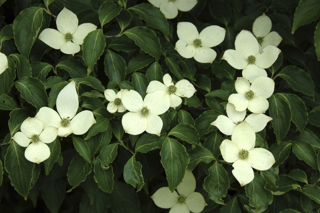  Japanse Kornoelje (Cornus Kousa)