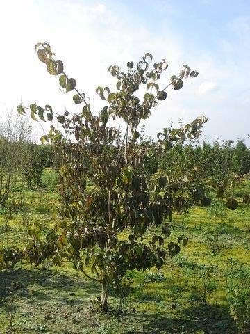  Kornoelje (Cornus Kousa Chinensis)