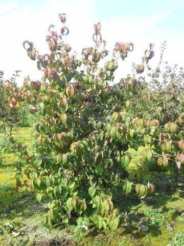  Kornoelje (Cornus Kousa 'China Girl')