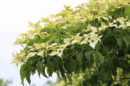  Kornoelje (Cornus Kousa 'China Girl')