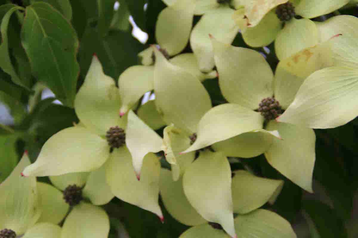  Kornoelje (Cornus Kousa 'China Girl')