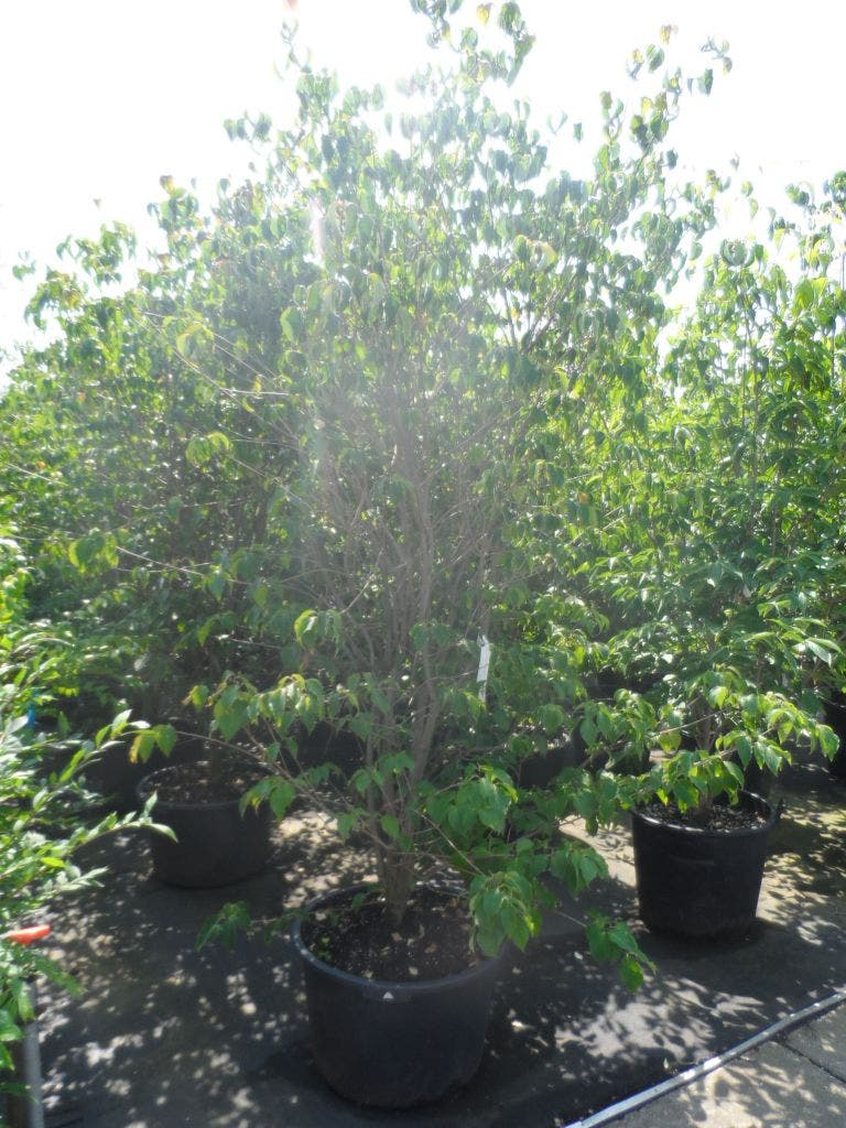  Kornoelje (Cornus Kousa 'China Girl')