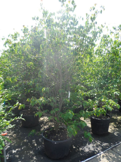  Kornoelje (Cornus Kousa 'China Girl')