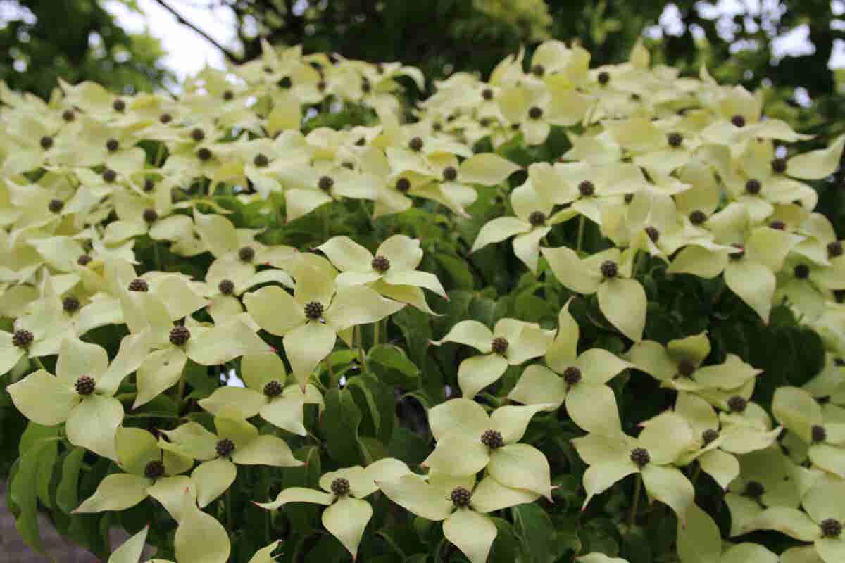  Kornoelje (Cornus Kousa 'China Girl')