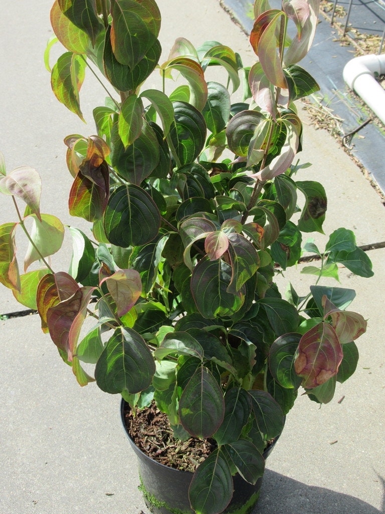  Kornoelje (Cornus Kousa Chinensis)