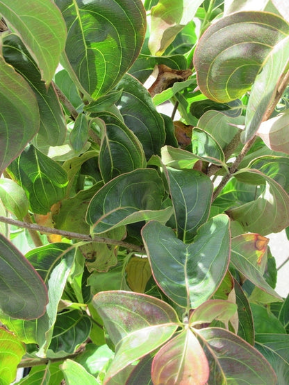  Kornoelje (Cornus Kousa Chinensis)