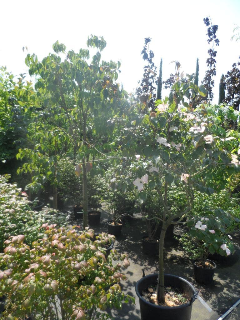 Japanse Kornoelje (Cornus Kousa)