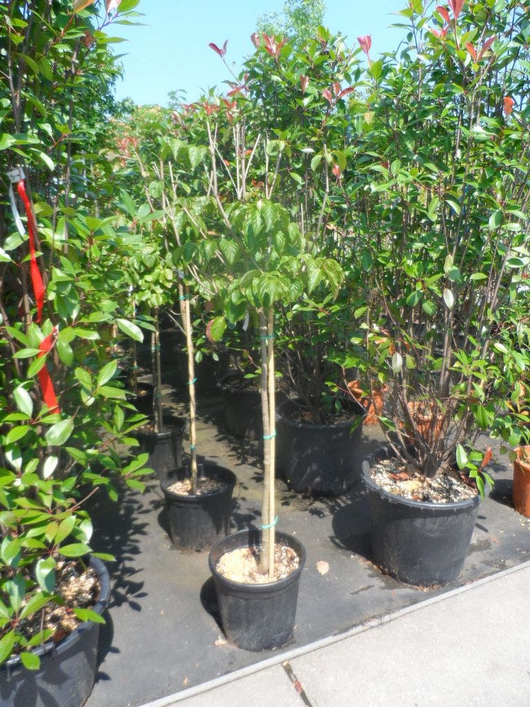  Japanse Kornoelje (Cornus Kousa)