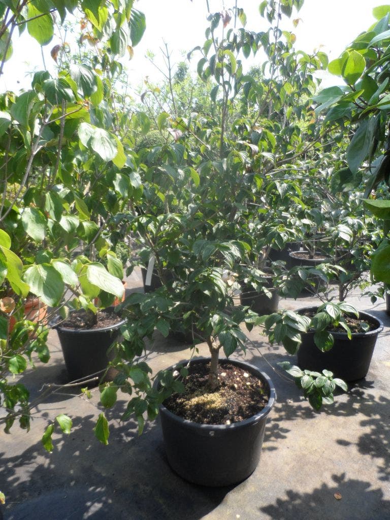  Japanse Kornoelje (Cornus Kousa)