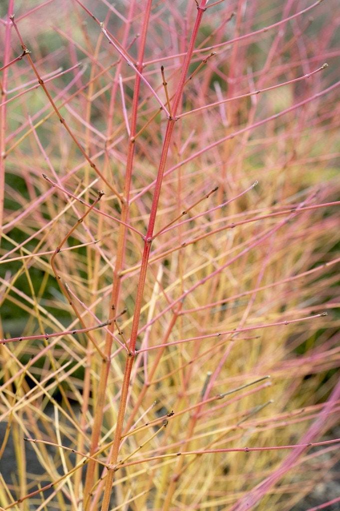  Kornoelje (Cornus Sanguinea 'Midwinter Fire')