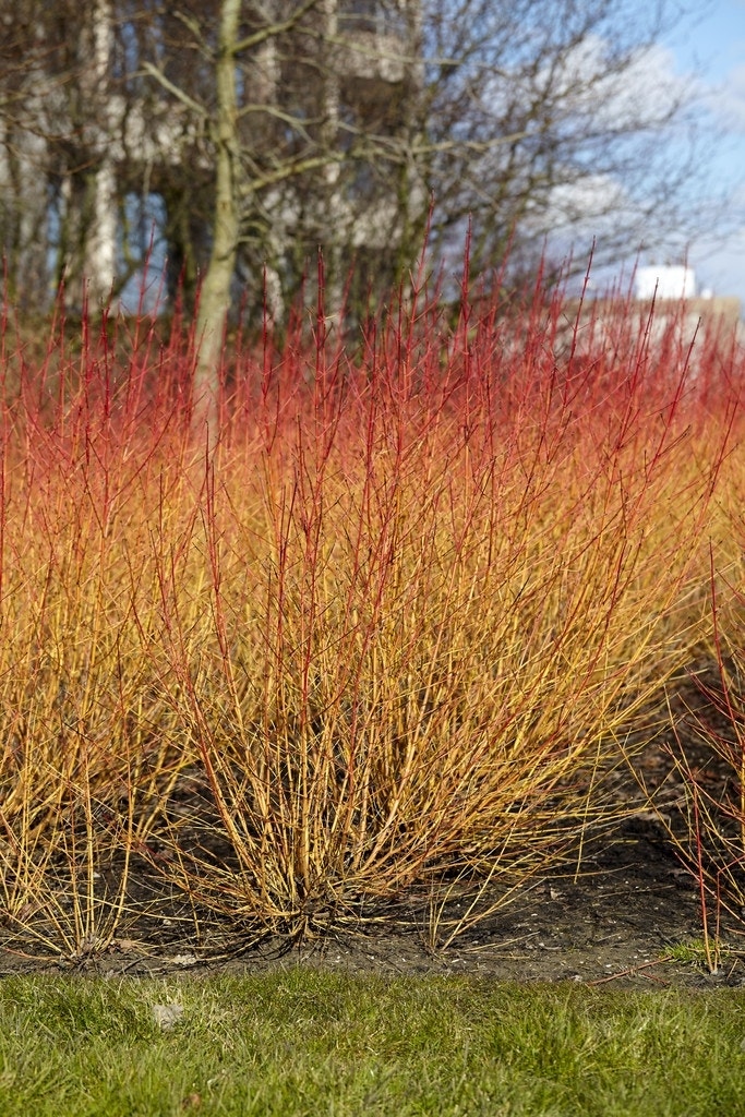  Kornoelje (Cornus Sanguinea 'Midwinter Fire')