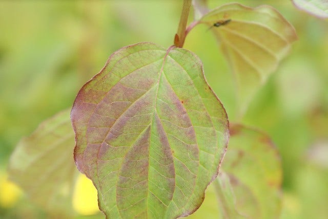  Kornoelje (Cornus Sanguinea 'Winter Beauty)