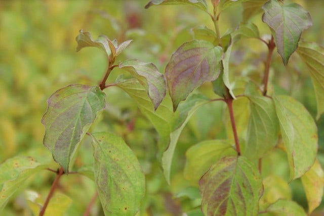  Kornoelje (Cornus Sanguinea 'Winter Beauty)