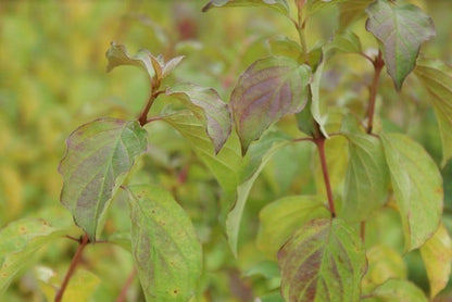  Kornoelje (Cornus Sanguinea 'Winter Beauty)