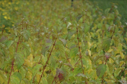  Kornoelje (Cornus Sanguinea 'Winter Beauty)
