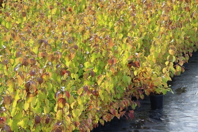  Kornoelje (Cornus Sanguinea 'Winter Beauty)