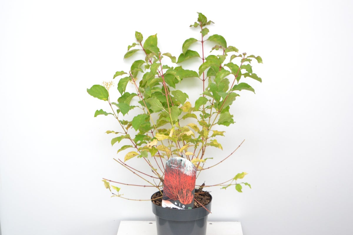  Kornoelje (Cornus Sanguinea 'Winter Beauty)