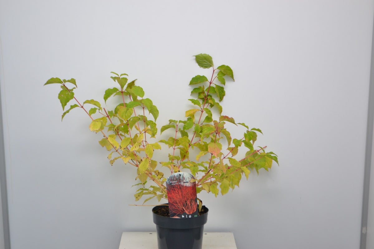  Pagode Kornoelje (Cornus Alternifolia 'Winter Orange')