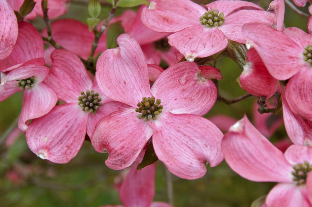  Amerikaanse Kornoelje (Cornus Florida 'Rubra')