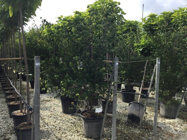  Japanse Kornoelje (Cornus Kousa 'Weisse Fontaine')